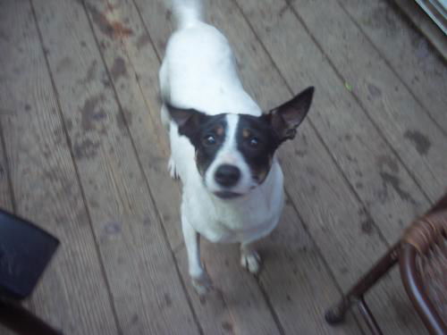Gypsy-15 lbs