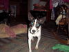 Gypsy-15 lbs