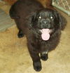 Goofy Newfies