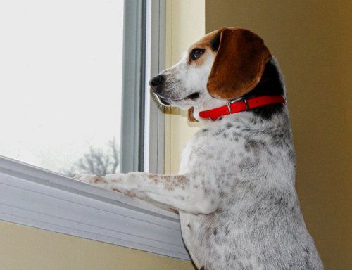 Shelby : Blue Tick Beagle