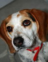 Shelby : Blue Tick Beagle