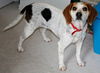 Shelby : Blue Tick Beagle