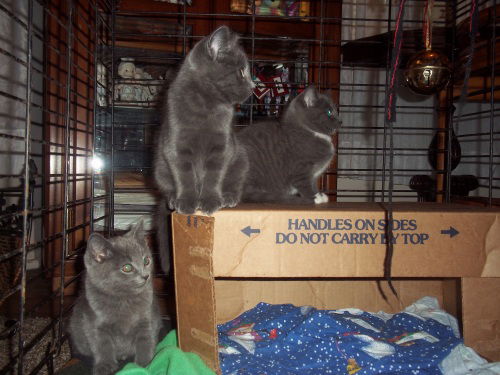Gray one & Gray tw
