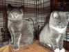 Gray one & Gray tw