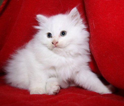 Snowbaby