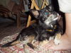 Hurley-9 lbs