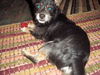Hurley-9 lbs