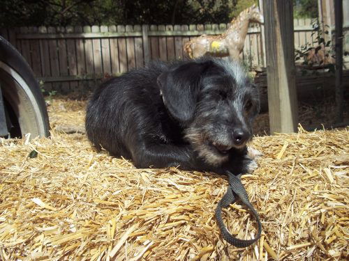 Mildred-11lbs