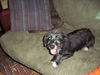 Mildred-11lbs