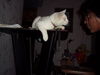 Huggy Cat