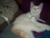 Huggy Cat