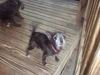 Tiny Toto