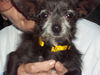 Tiny Toto