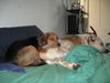 Toby: inClifton