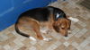 Toby: inClifton