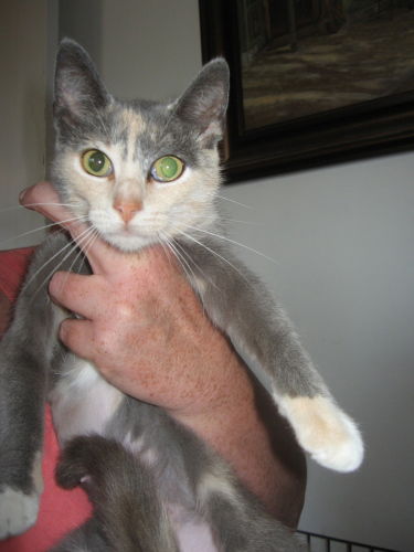 Gracie