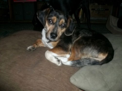 Tootie-16lbs