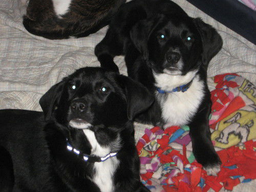 BooBoo&Yogi