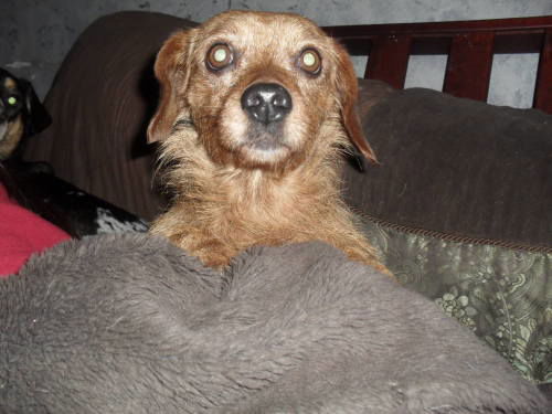 Brandy-10lbs