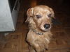 Brandy-10lbs