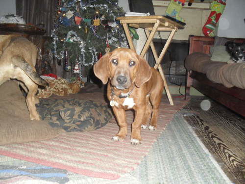 Bosley