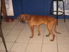 RoseAna