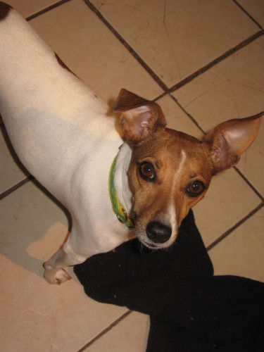 Tinkerbell