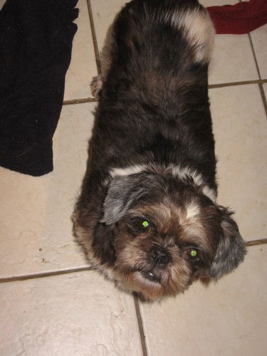 Bootsy
