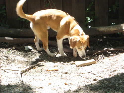 Milo:GoodDog!