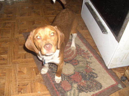 Toby-coppernose