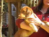 Toby-coppernose