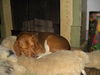 Toby-coppernose