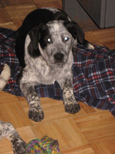 Hoosier