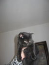 Minnow