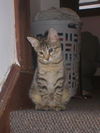 Lily