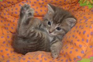 Tiny Tabby: $25