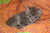 Tiny Tabby: $25