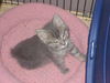 Tiny Tabby: $25