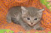 Tiny Silvers