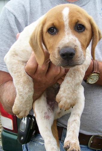 Roscoe the Short