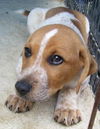 Roscoe the Short