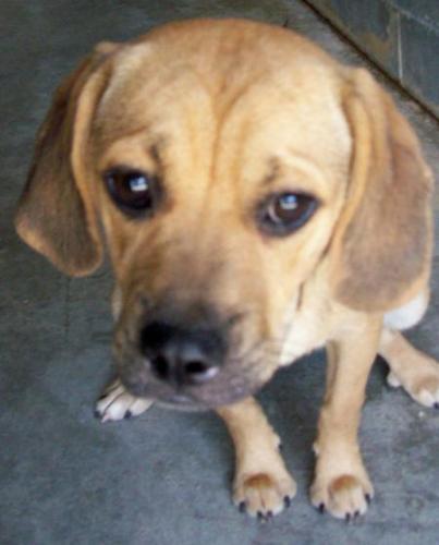 Zippy (Puggle)