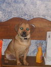 Zippy (Puggle)