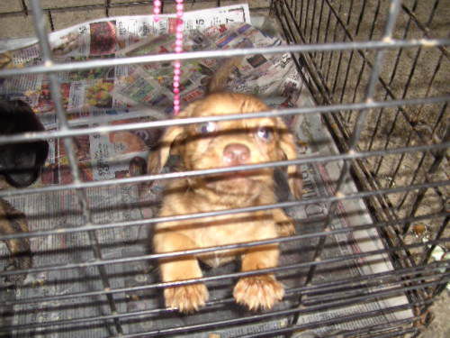 Doxie/ Molly