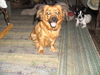 Doxie/ Molly