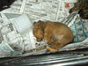 Doxie/ Molly