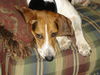 Molly