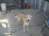 Rusty