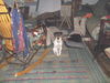 Tillie/Pebbles