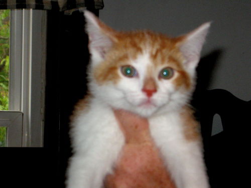 Milo